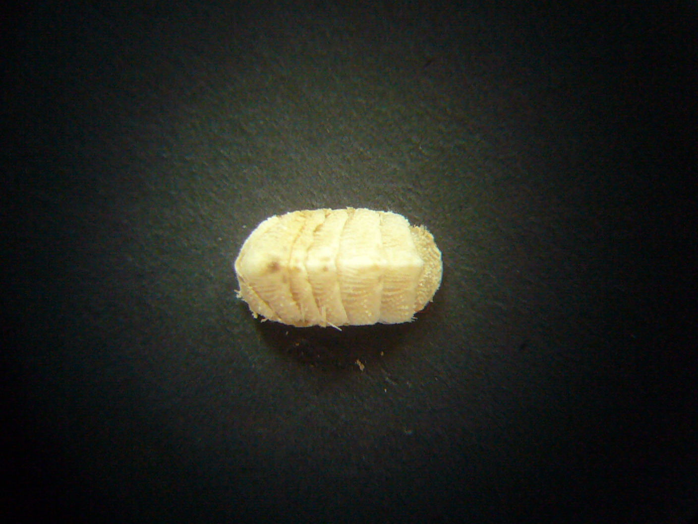 Hanleya hanleyi